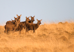 Red Deer