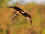 Glossy Ibis on landing approach