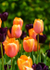 Floral2-2