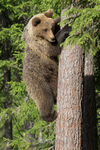 Climbing Cub