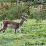 Piebald not Albino White-tailed Fawn Deer
