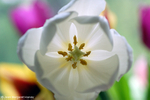 Flowers 17 - 25