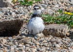 Little Ringed Plover 4