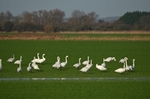 Bewick's Swan