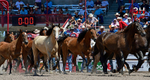 Bucking Horses_1136
