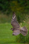 Saker Falcon