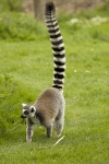 Lemurs