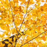 LOOKING UP - BACKUS WOODS
