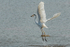egret01