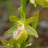 Gargano Ophrys (lacking anthocyanin pigments...apochromic) Ophrys sphegodes ssp passionis.. also O. garganica, O. passionis