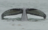Humpbacked whale