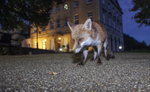 Urban Fox_Bristol_0249