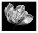 KATHY'S GARDEN #2