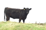 Kate S25 of Upper Buckna (ET)(F4677)