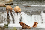 Grizzly Bear open mouth and jumping salmon, Brooks Falls, Alaska