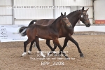 BPP_2208