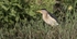 Male Little Bittern.