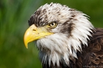 Bald Eagle (Haliaeetus leucocephalus)