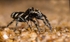 Zebra Spider - Male