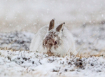 Mountain Hare - Lepus timidus