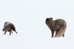 Arctic Fox sees off another, Hornstrandir, Iceland