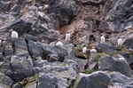 Puffin