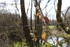Red Leaf 6
