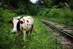 Holy cow by train track in Ella, Sri Lanka