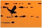 Little Egret Jumping
