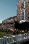 old sculpin gallery [color]