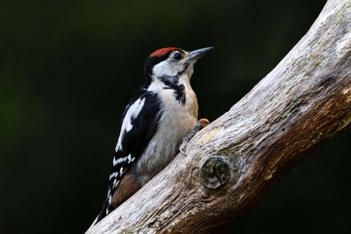 Uk Birds