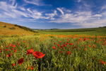 z1996 Summer Poppies, Arreton