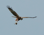 Marsh Harrier looking at prey, Otmoor RSPB