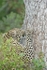Leopard sharpening claws - Timbavati, SA