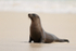 Galapagos Sea Lion, Gardner Bay, Espanola, Galapagos