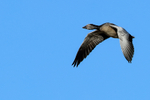 Juvenile Snow Goose (dark morph) flying, Bosque del Apache, New Mexico