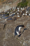 Rockhopper Penguin