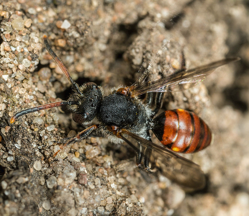 A female [i]Andrena fabriciana[/i] cuckoo bee. Staffordshire garden; April 2015.