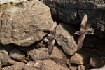 Two Galapagos Shearwaters flying together, South Plaza Island