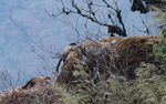 Yellow-throated Marten