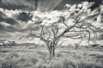 Dead Tree Shaba