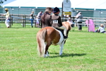 Class 59-60 - TSR M&M  Lear Rein and First Ridden Amateur of the year portfolio