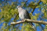 Collared Dove