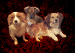 PP 65  Three rescues from Romania