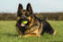 Breeze German Shepherd 2