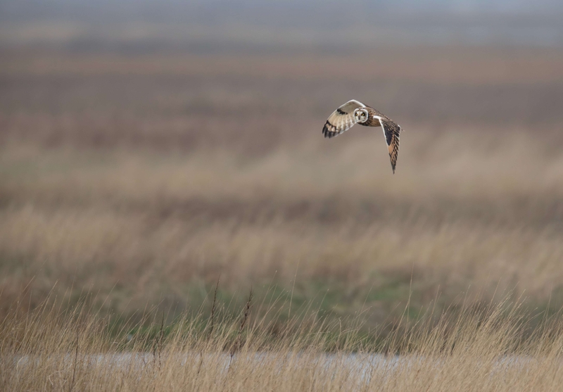 Short Eared Owl
