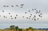 Greater (Greenland) White-fronted Geese