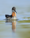 Red-necked Phalarope - low angle, Iceland