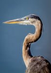 Blue Heron in Portrait
