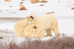 Polar Bear kicked in face during sparring, Churchill, Canada